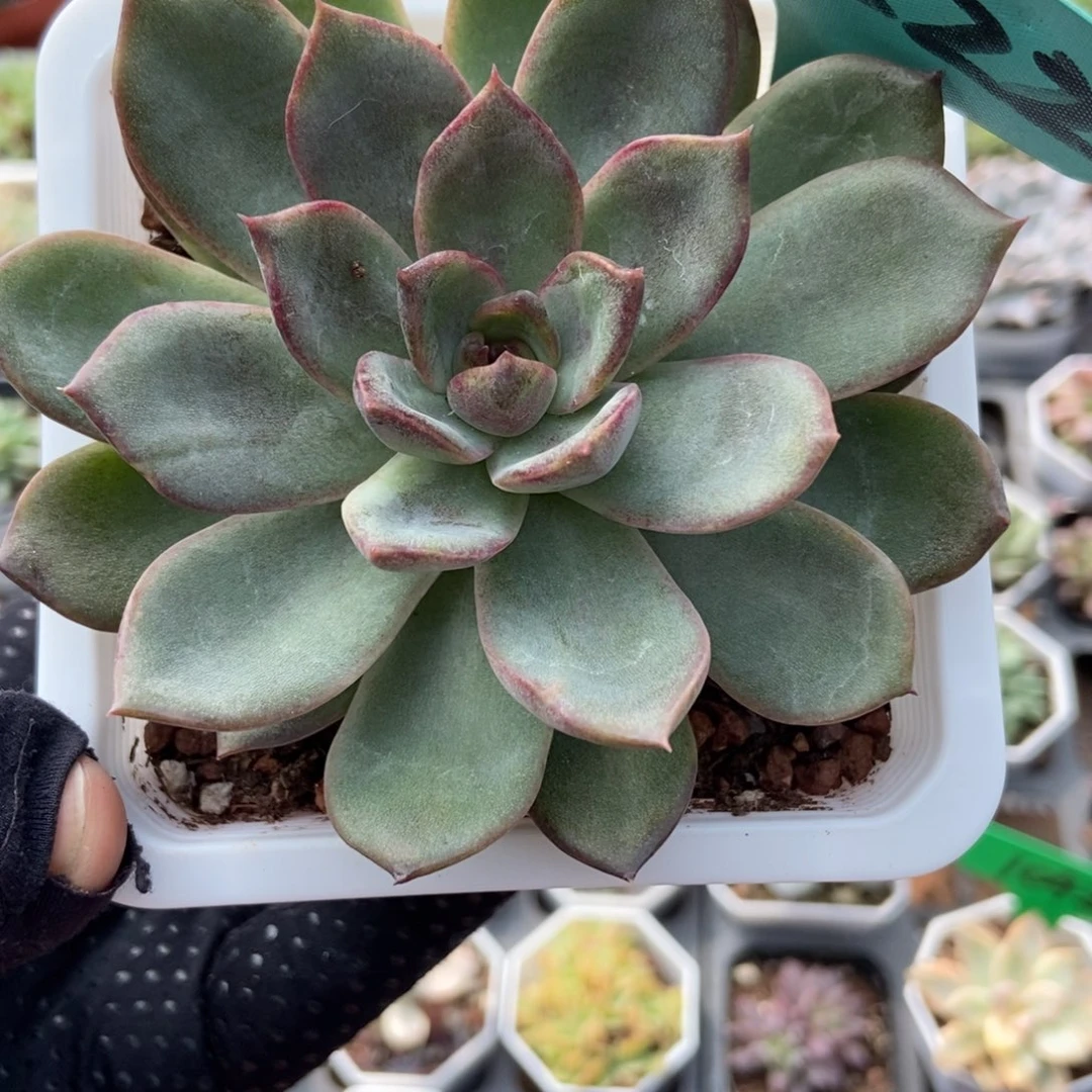 7222水晶玫瑰多肉植物