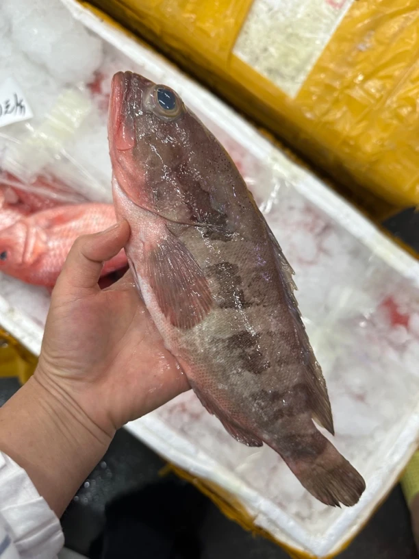 新鲜上岸野生石斑鱼5斤