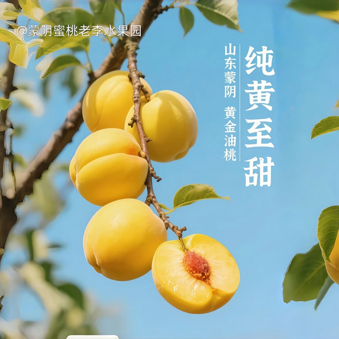 山东蒙阴黄油桃新鲜当季水果脆甜多汁现摘现发