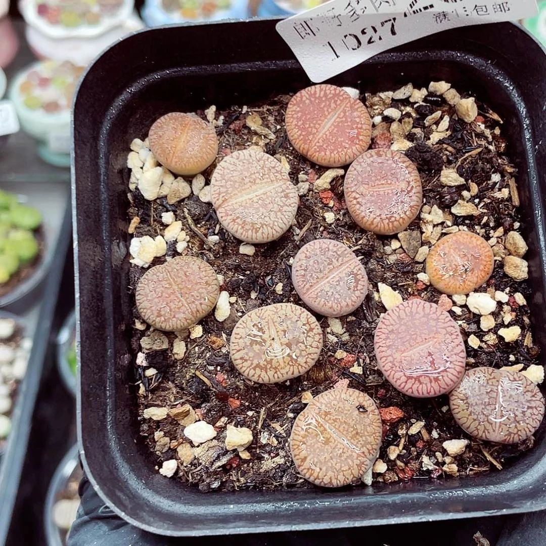 生石花满18包邮1027-264