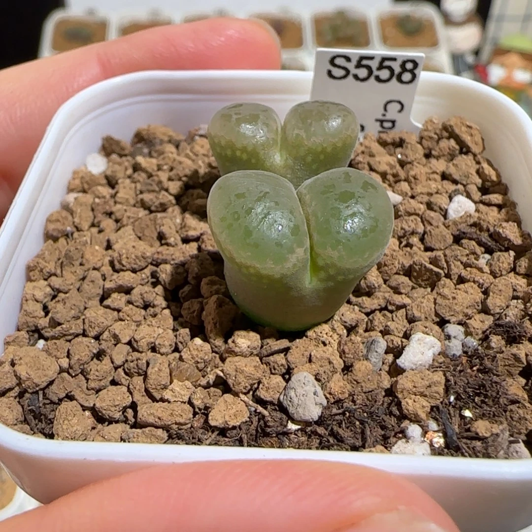 肉锥多肉植物组合-帕法德744