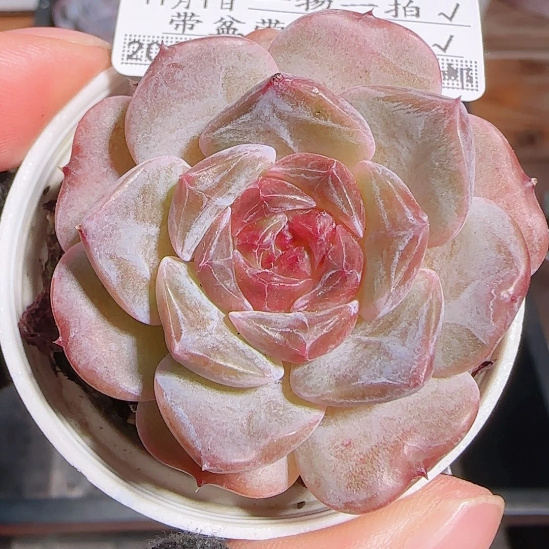 多肉1101--242车厘子冰魄