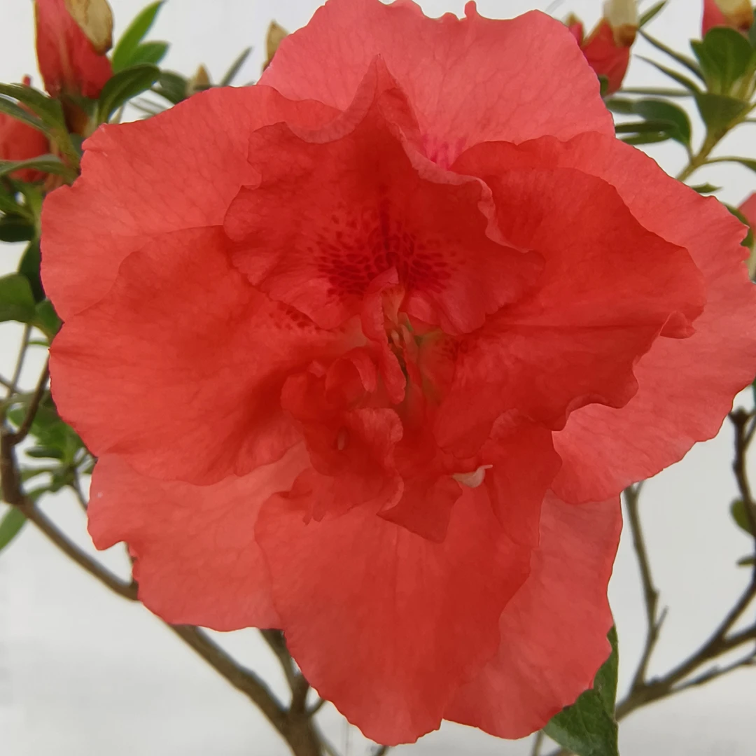 杜鹃，丹东五宝多色