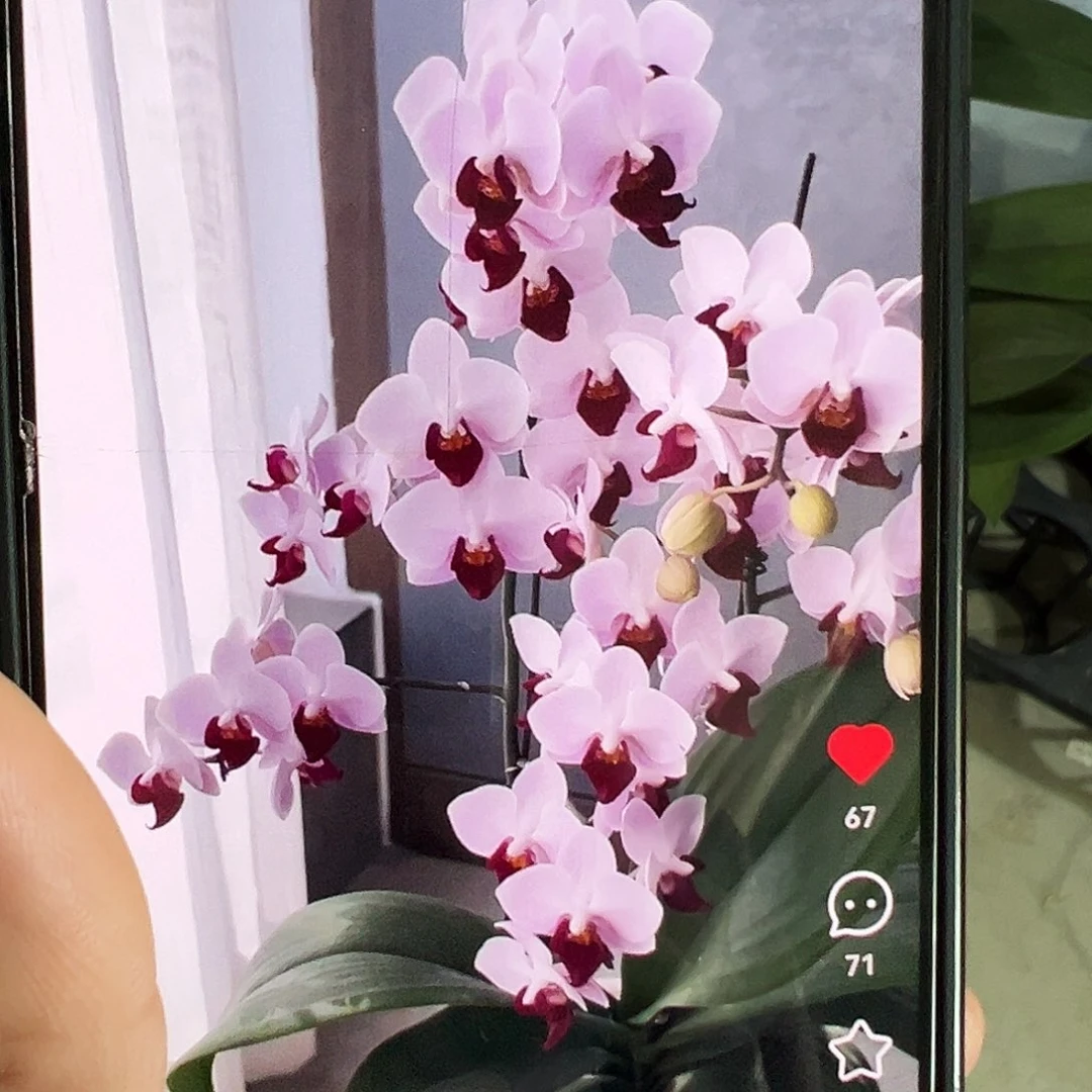 当前无花栽培后可以开花貂蝉处理苗凑单发货