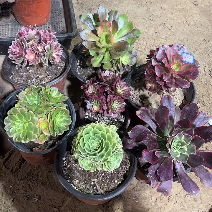 806多肉植物组合瑕疵特价，