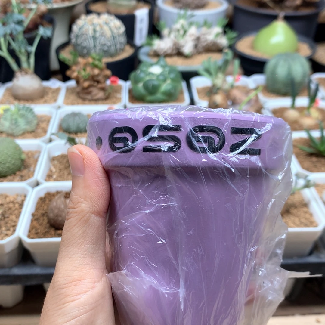 王***琳紫色花盆一个带盆。