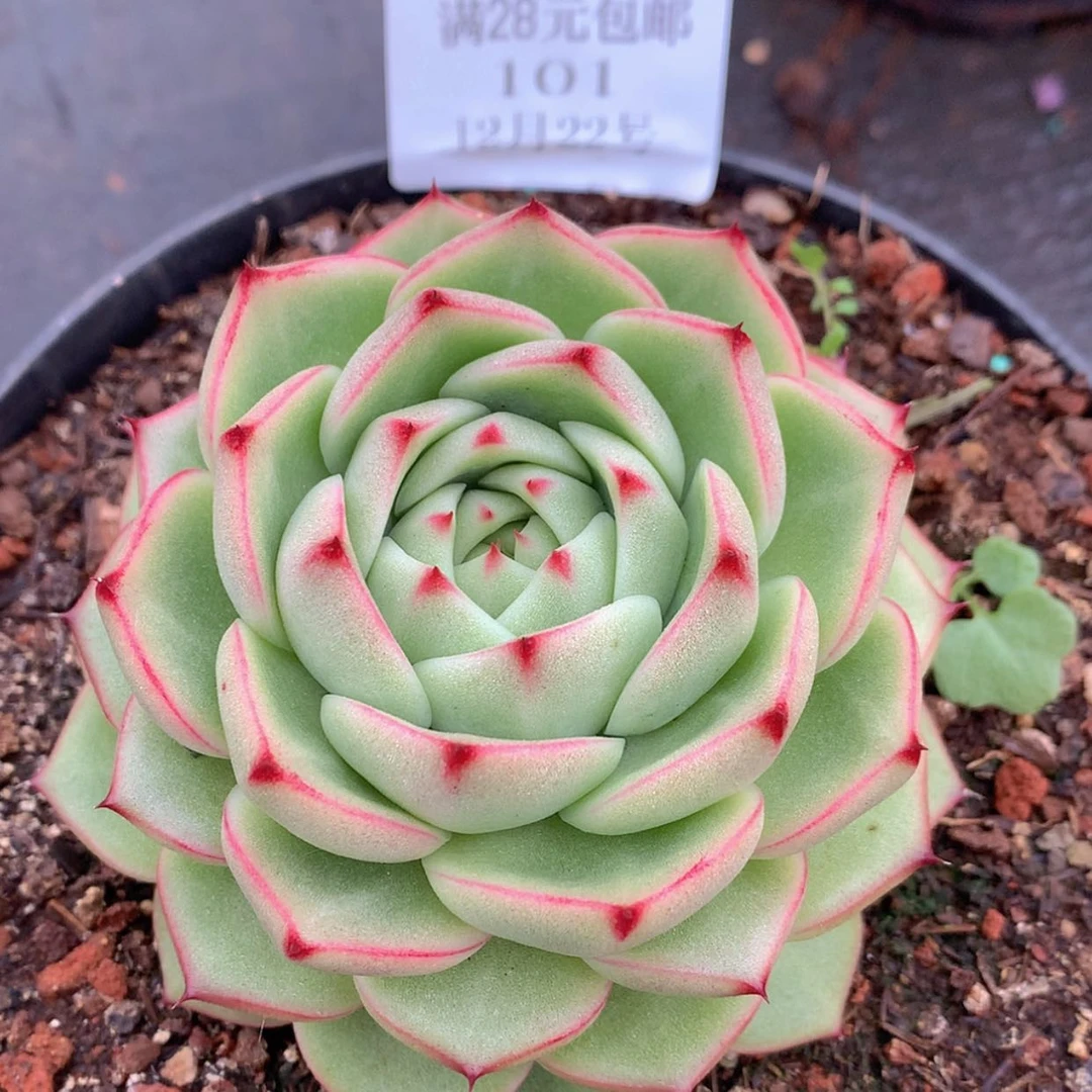 【闪购商品】云101号九厘米