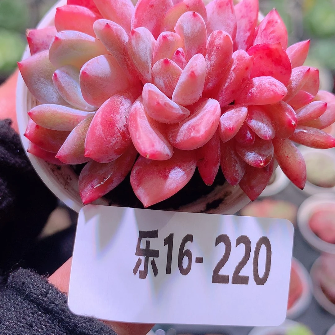 乐然16-220 橙梦露群