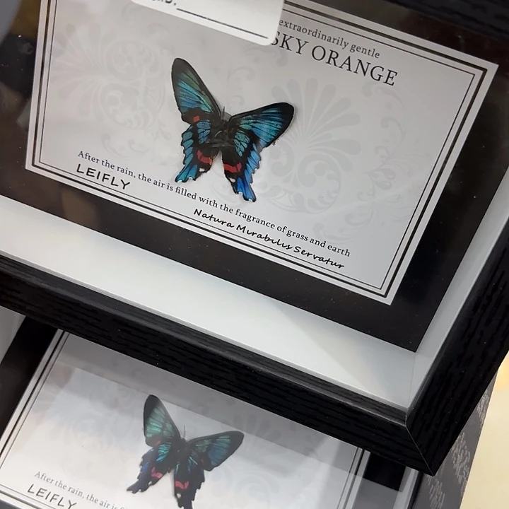 蝴蝶标本定制版120