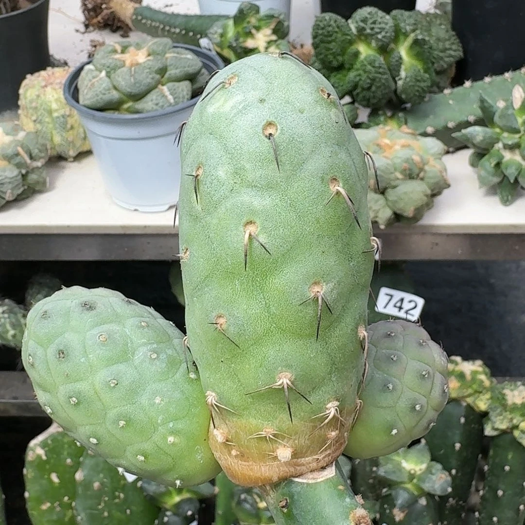 【闪购商品】无花朵吉*苗接新品781