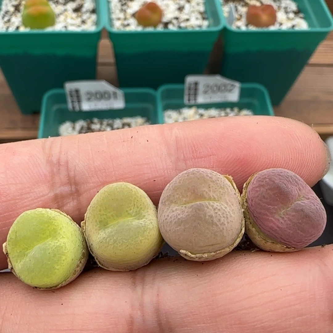 6.23。。。翠光x4。。。2016