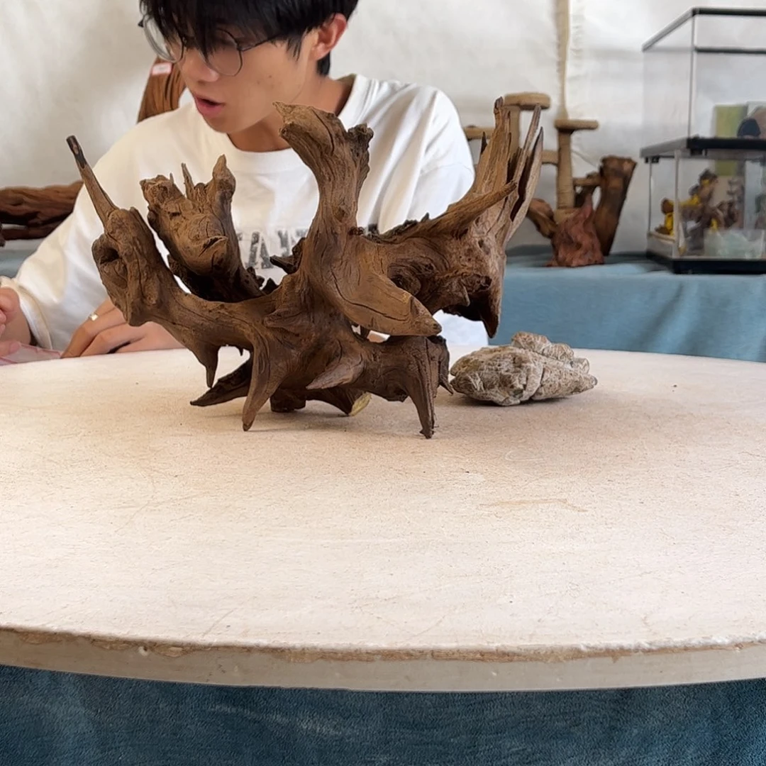 沉木造景寄居蟹造景