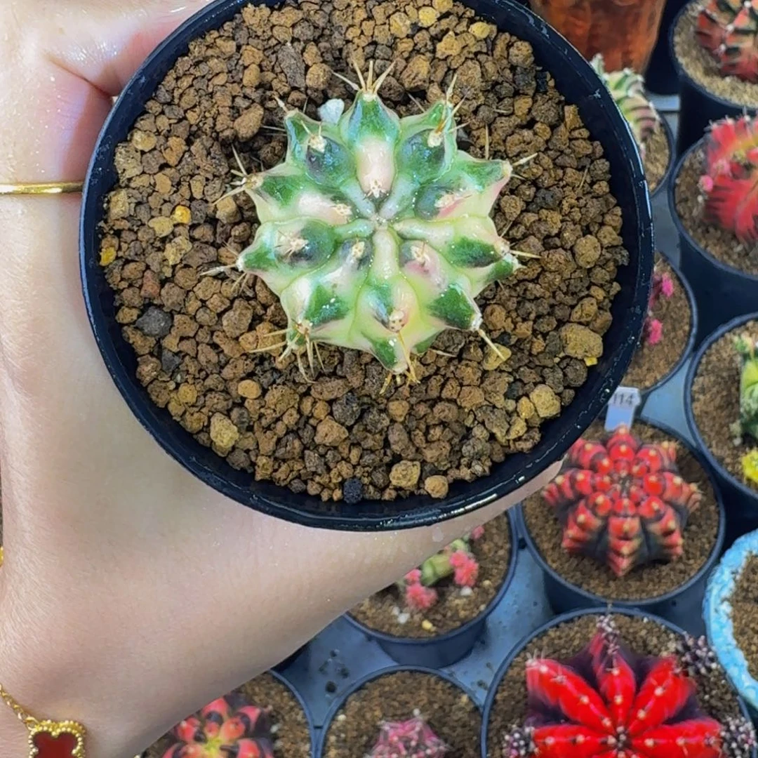 白月光侧000000000000288