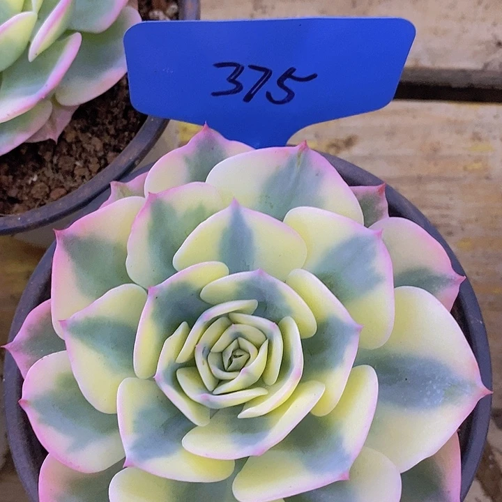 开心多肉植物多肉