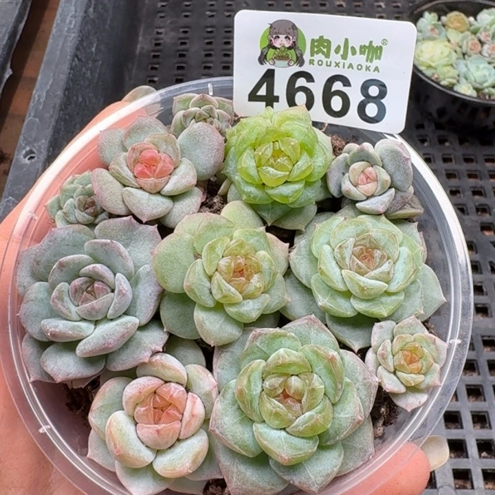 多肉植物多肉植物