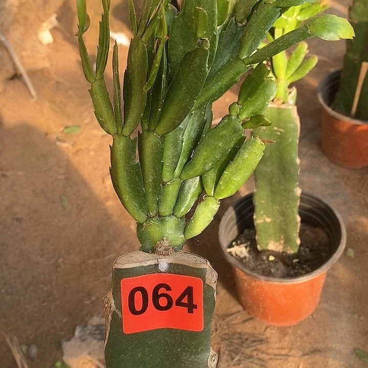 无花朵雅思064号新疆不包邮