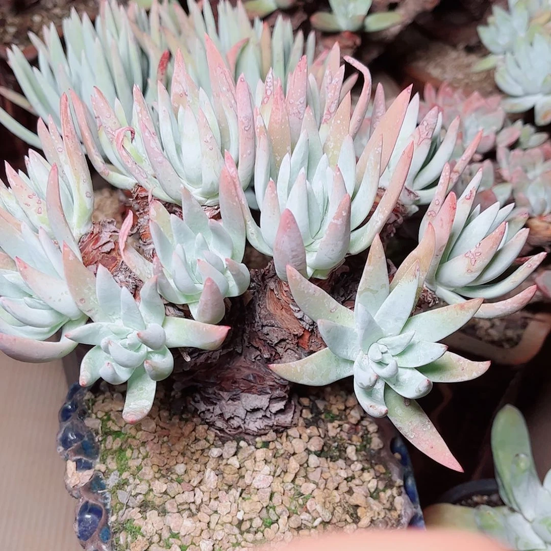 5116海瑟杂交多肉