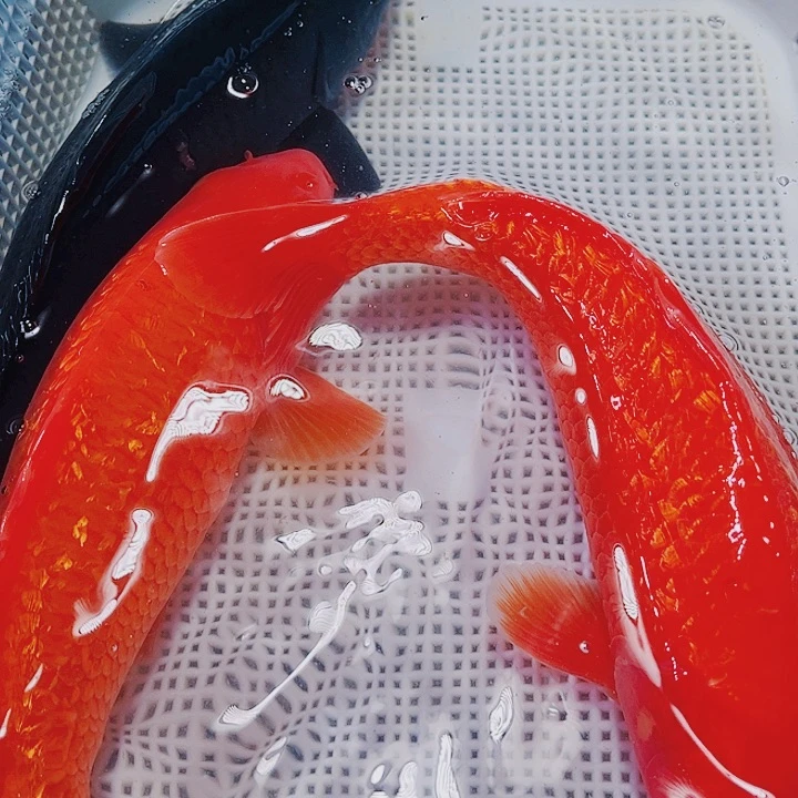 海水鱼锦鲤观赏鱼22