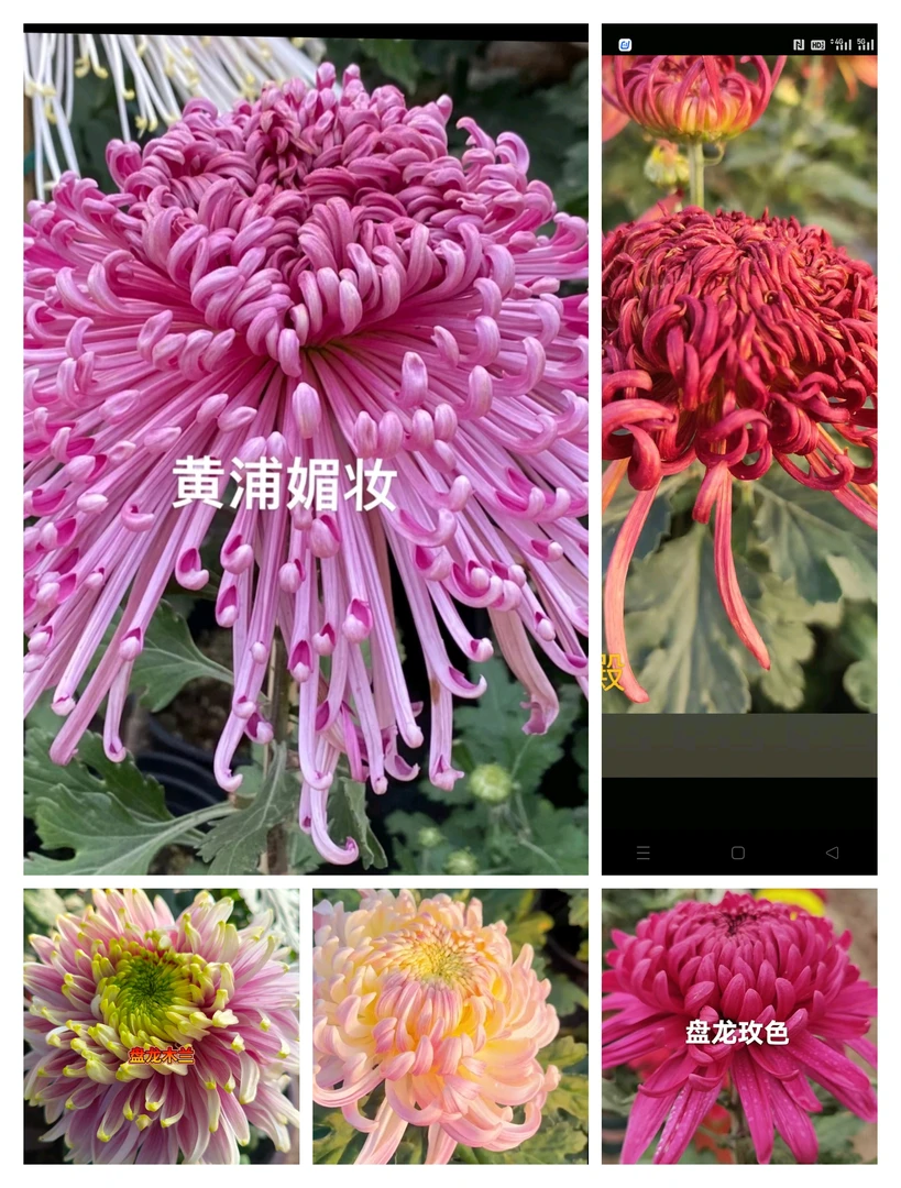 5颗5品极乐殿➕黄埔眉妆➕倾国倾城➕盘龙木兰➕盘龙玫色