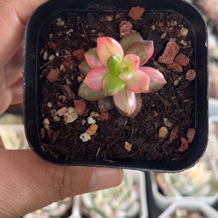 黑美人拉丝锦多肉植物