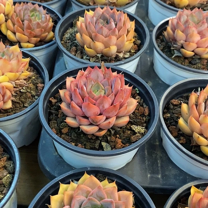 小单头浪漫福利多多