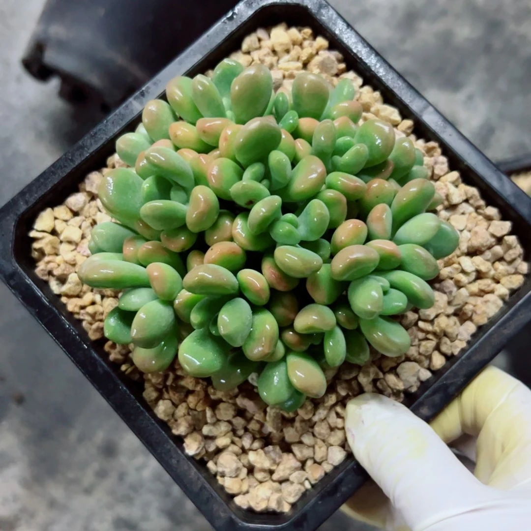 梅*多肉植物多肉植物