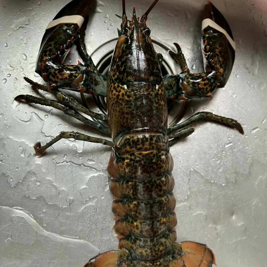 刚牺牲的 波士顿龙虾 新鲜福利放送100一只