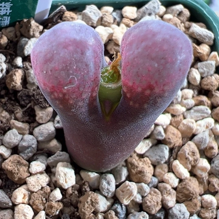 w/65。  双节捡漏场。