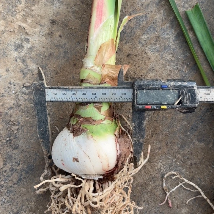 无花朵奥拉夫包对版