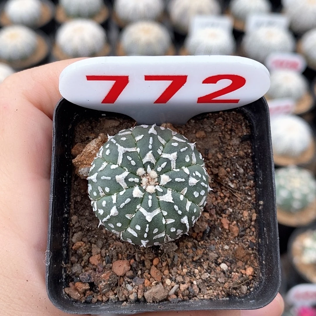 772v兜系列产品福利