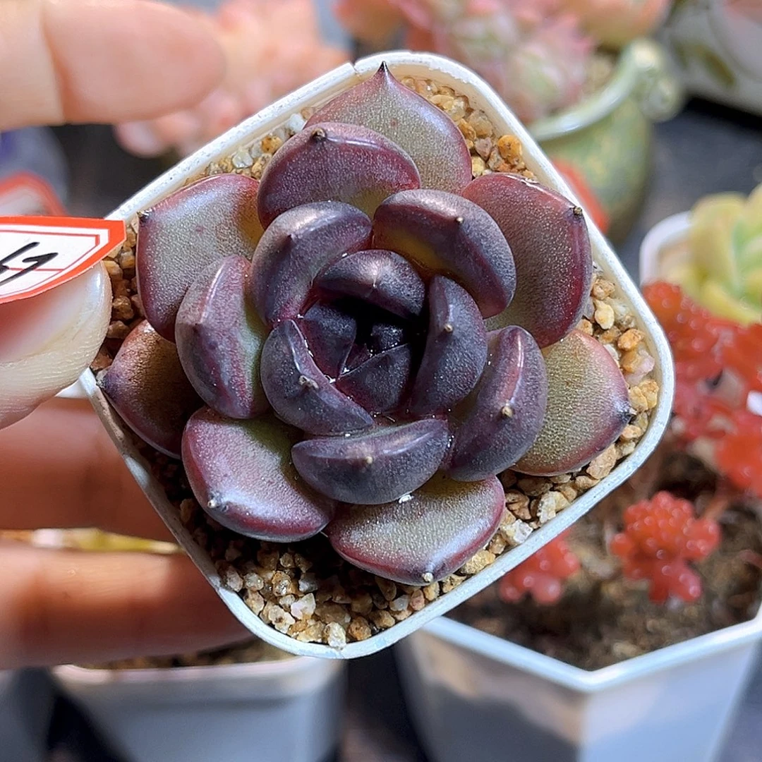 K367 乌索普   满18包邮