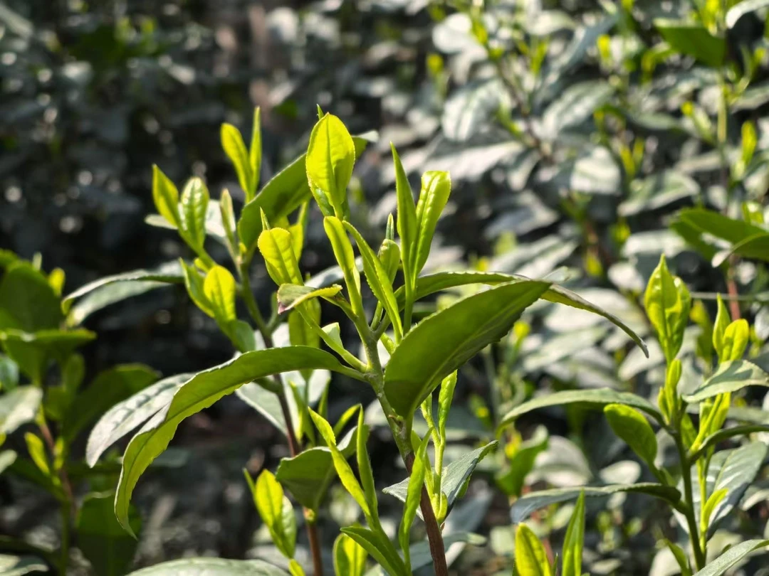 2025年苏州东山碧螺春  雨前特级炒青  群体小叶种春茶浓香