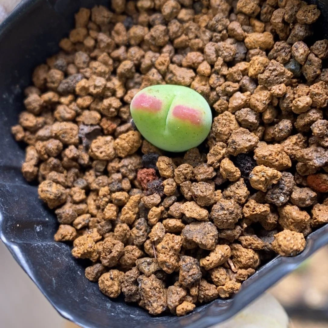 多肉植物肉锥杂交K-3314 毛将杂