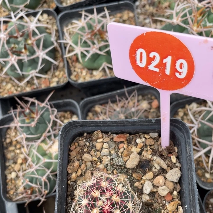 骑***马灾生白针大统02-90219