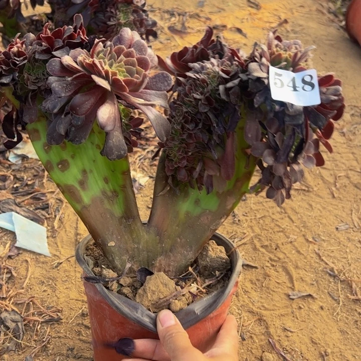 欧缀多肉植物548.