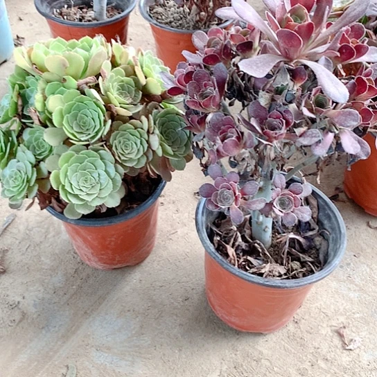 2棵玫瑰玫瑰玫瑰玫瑰