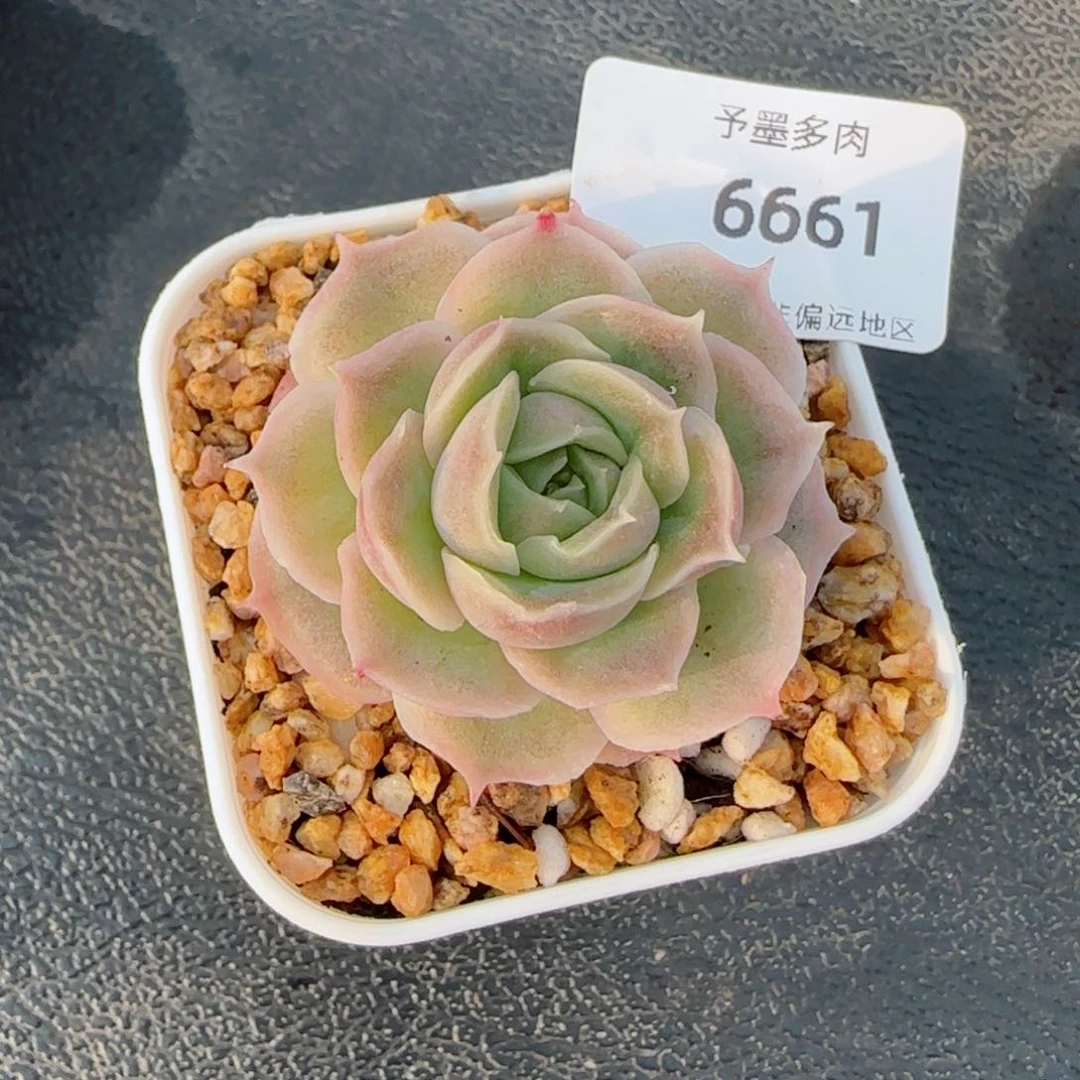 虾饺，6661多肉植物