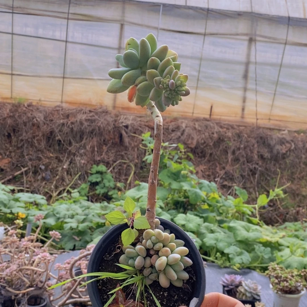 14955棒棒糖一物一拍