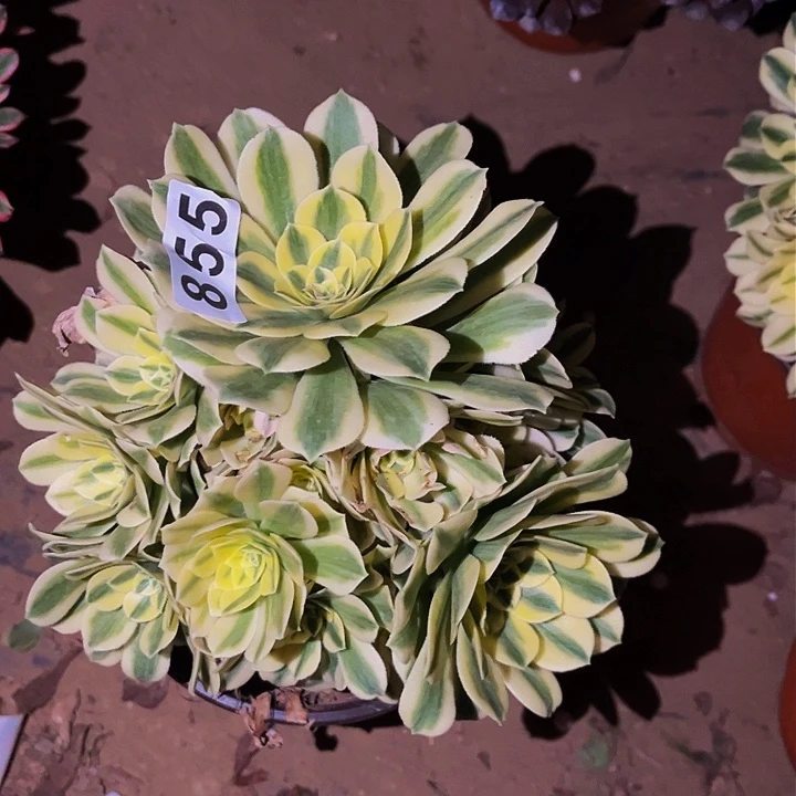 855辛尼亚多肉植物处理不售后