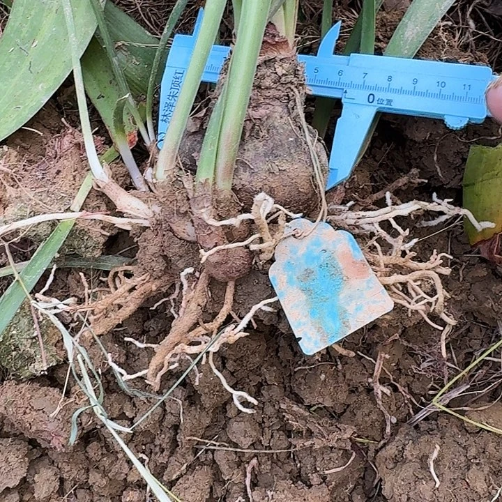 台朱秋朱顶红一坨