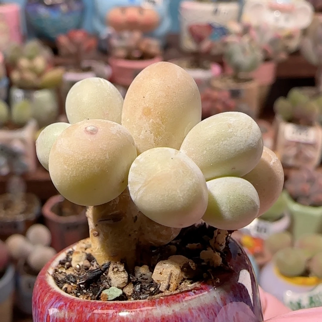 秋***双头小蛋黄奶 盆口2.5cm