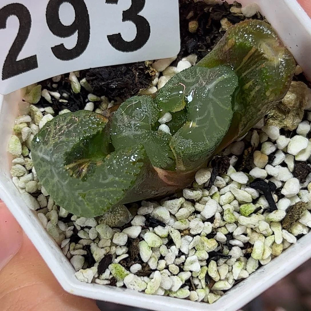 293火山锦十二卷多肉