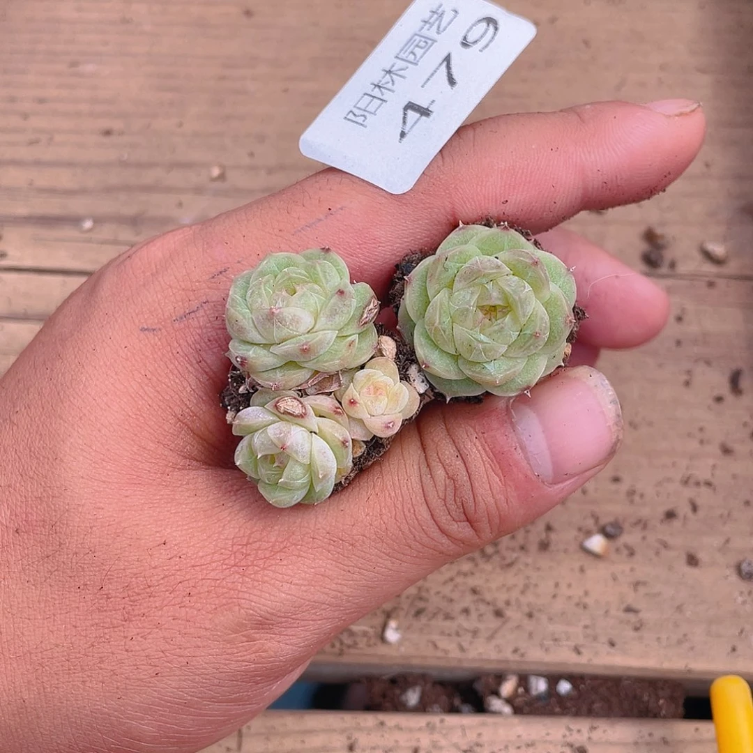 多肉植物多肉植物479