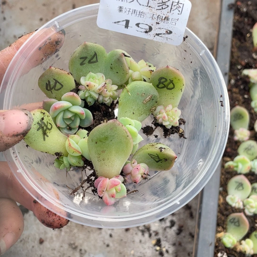 糕大上多肉植物492