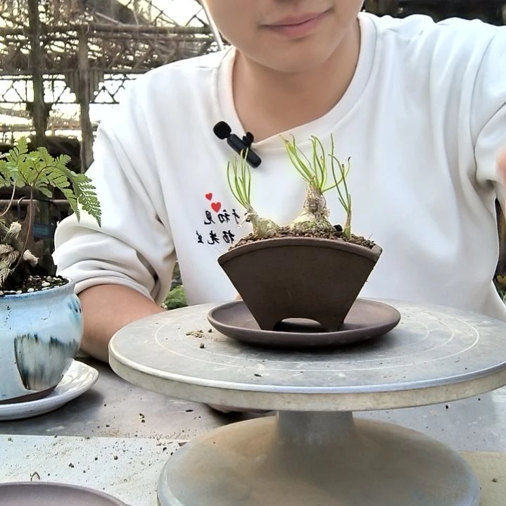 红**路小盆景小植物一物一拍249