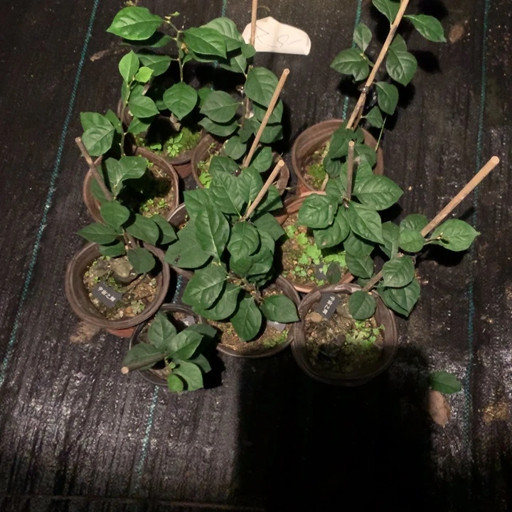 完全开放宇宙之辉嫁接苗33.6