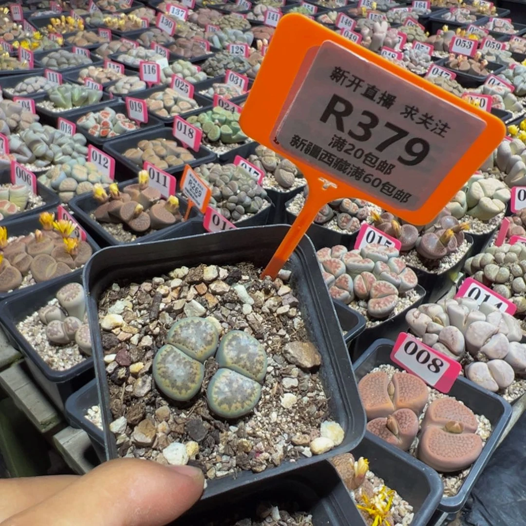 379 一物一拍，默认有伤，介意勿拍，不退不换