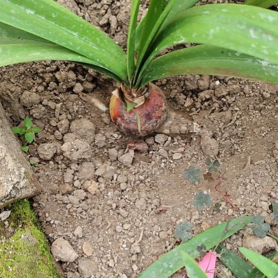 楚****完全开放北极铃声5.5