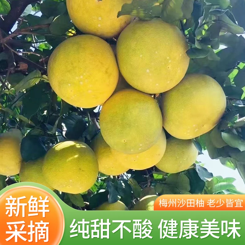 梅州金柚老树沙田柚纯甜柚子新鲜采摘象山青产地直发