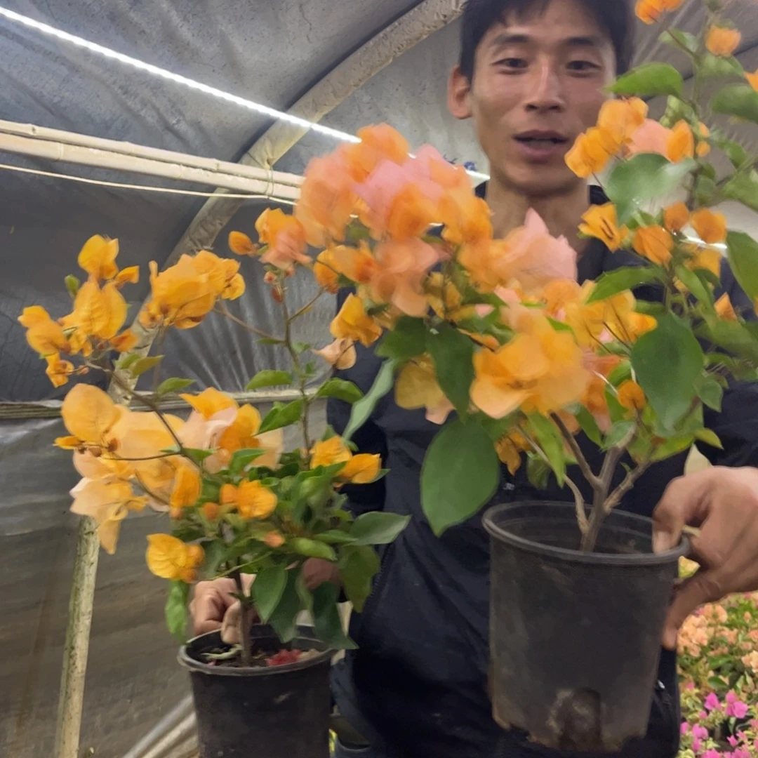 完全开放（金探戈）三角梅会落花落叶会光杆苗有大有小